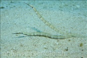 Schultz Seenadeln (Corythoichthys schultzi) auf Sandgrund (Ägypten, Rotes Meer) - Schultz Pipefish (Aegypt, Red Sea)