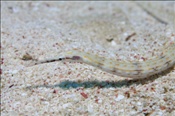 Schultz Seenadel (Corythoichthys schultzi) auf Sandgrund (Ägypten, Rotes Meer) - Schultz Pipefish (Aegypt, Red Sea)
