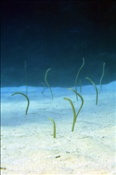Rotmeer Röhrenaale  (Gorgasia sillneri) fangen Plankton aus dem Meerwasser (Ägypten, Rotes Meer) - Red Sea Garden Eel (Aegypt, Red Sea)