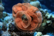 Das Gelege einer Nacktschnecke (Ägypten, Rotes Meer) - Nudibranch Eggs  (Aegypt, Red Sea)