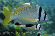 Zweibandbrasse (Acanthopagrus bifasciatus), (Ägypten, Rotes Meer) - Twobar Seabream (Aegypt, Red Sea)