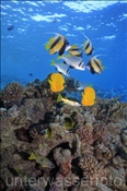 Bunte Fische im Korallenriff (Ägypten, Rotes Meer) - Colorful Fishes in the coral reef (Aegypt, Red Sea)