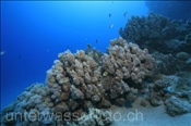 Die Knotenkoralle (Porites nodifera) bildet grosse Kolonien (Ägypten, Rotes Meer) - Dome Coral (Aegypt, Red Sea)