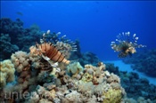 Gewöhnliche Rotfeuerfische (Pterois volitans) im Korallenriff (Ägypten, Rotes Meer) - Common Lionfish (Aegypt, Red Sea)