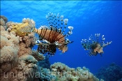Gewöhnliche Rotfeuerfische (Pterois volitans) im Korallenriff (Ägypten, Rotes Meer) - Common Lionfish (Aegypt, Red Sea)