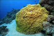 Die Gelbe Salatkoralle (Turbinaria reniformis) wächst gerne an geschützten Stellen im Riff (Ägypten, Rotes Meer) - Yellow Scroll Coral (Aegypt, Red Sea)