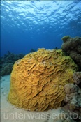 Die Gelbe Salatkoralle (Turbinaria reniformis) wächst gerne an geschützten Stellen im Riff (Ägypten, Rotes Meer) - Yellow Scroll Coral (Aegypt, Red Sea)