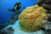 Taucherin mit Gelber Salatkoralle (Turbinaria reniformis) wächst gerne an geschützten Stellen im Riff (Ägypten, Rotes Meer) - Scubadiver and Yellow Scroll Coral (Aegypt, Red Sea)