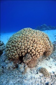 Die Edwards Sternkoralle (Goniastrea edwardsi) bildet massive Korallenstöcke (Ägypten, Rotes Meer) - Lesser Star Coral (Aegypt, Red Sea)