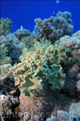 Troglederkorallen (Sarcophyton trocheliophorum) im Korallenriff (Ägypten, Rotes Meer) - Leather Coral (Aegypt, Red Sea)