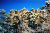 Troglederkorallen (Sarcophyton trocheliophorum) im Korallenriff (Ägypten, Rotes Meer) - Leather Coral (Aegypt, Red Sea)