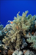 Broccoli Weichkoralle (Litophyton arboreum) im Korallenriff (Ägypten, Rotes Meer) - Soft Coral (Aegypt, Red Sea)