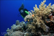 Taucherin mit Broccoli Weichkoralle (Litophyton arboreum) im Korallenriff (Ägypten, Rotes Meer) - Scubadiver and Soft Coral (Aegypt, Red Sea)