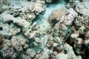 Der Steinfisch (Synanceia verrucosa) lauert gut getarnt im Riff auf seine Beute (Ägypten, Rotes Meer) - Stonefish (Aegypt, Red Sea)