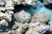 Der Steinfisch (Synanceia verrucosa) lauert gut getarnt im Riff auf seine Beute (Ägypten, Rotes Meer) - Stonefish (Aegypt, Red Sea)