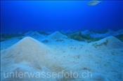 Der Sandboden im Roten Meer gleicht einer Kraterlandschaft (Ägypten, Rotes Meer) - Sandy bottom in the Red Sea (Aegypt, Red Sea)