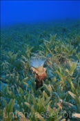 Eine Faden Zylinderrose (Cerianthus filiformis) in einem Seegrasfeld (Ägypten, Rotes Meer) - Tube Anemone (Aegypt, Red Sea)
