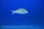 Langnasen Papageienfisch (Hipposcarus harid) im Blauwasser (Ägypten, Rotes Meer) - Longnose Parrotfish (Aegypt, Red Sea)