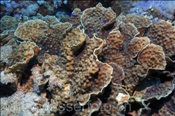 Die Lamellen Sternkoralle (Echinopora lamellosa) wächst meist blattförmig (Ägypten, Rotes Meer) - Hedgehog Coral (Aegypt, Red Sea)