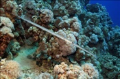 Ein Flötenfisch (Fistularia commersonii) lauert im Korallenriff auf Beute (Ägypten, Rotes Meer) - Cornetfish (Aegypt, Red Sea)