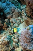 Eine leere Zigarettenschachtel im Korallenriff (Ägypten, Rotes Meer) - Rubbish in the Reef (Aegypt, Red Sea)