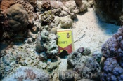 Eine leere Zigarettenschachtel im Korallenriff (Ägypten, Rotes Meer) - Rubbish in the Reef (Aegypt, Red Sea)