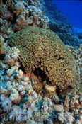 Die Gelappte Doldenkoralle (Lobophyllia corymbosa) bildet massive Kolonien (Ägypten, Rotes Meer) - Brain Root Coral (Aegypt, Red Sea)