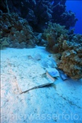 Eine Kartonverpackung liegt im Korallenriff (Ägypten, Rotes Meer) - Rubbish in the Reef (Aegypt, Red Sea)