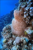 Eine Sternkoralle (Astreopora myriophthalma) im Korallenriff (Ägypten, Rotes Meer) - Starflower Coral (Aegypt, Red Sea)