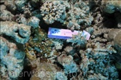 Eine Verpackung liegt im Korallenriff (Ägypten, Rotes Meer) - Rubbish in the Reef (Aegypt, Red Sea)
