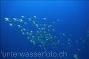 Grossmaul Makrelen (Rastrelliger kanagurta) filtrieren Plankton mit weit geöffneten Mäulern (Ägypten, Rotes Meer) - Indian Mackerel (Aegypt, Red Sea)