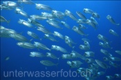 Grossmaul Makrelen (Rastrelliger kanagurta) filtrieren Plankton mit weit geöffneten Mäulern (Ägypten, Rotes Meer) - Indian Mackerel (Aegypt, Red Sea)