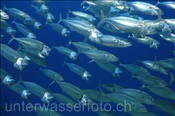 Grossmaul Makrelen (Rastrelliger kanagurta) im Schwarm (Ägypten, Rotes Meer) - Indian Mackerel (Aegypt, Red Sea)