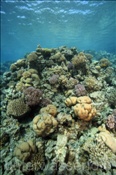 Korallenriff im Roten Meer (Ägypten, Rotes Meer) - Coral reef in the Red Sea (Aegypt, Red Sea)