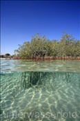 Mangroven im Flachwasser einer Bucht (Ägypten, Rotes Meer) - Mangroves in shallow water (Aegypt, Red Sea)