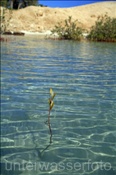 Junge Mangrove im Flachwasser einer Bucht (Ägypten, Rotes Meer) - Mangrove in shallow water (Aegypt, Red Sea)