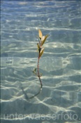 Junge Mangrove im Flachwasser einer Bucht (Ägypten, Rotes Meer) - Mangrove in shallow water (Aegypt, Red Sea)