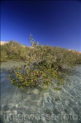 Mangroven im Flachwasser einer Bucht (Ägypten, Rotes Meer) - Mangroves in shallow water (Aegypt, Red Sea)