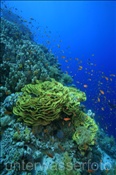 Korallenriff bei Ras Nasrani (Sharm el Sheikh, Ägypten, Rotes Meer) - Coral reef of Ras Nasrani (Sharm el Sheikh, Aegypt, Red Sea)