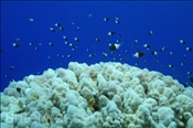Zweifarben-Schwalbenschwänze (Chromis dimidiata) bilden einen Schwarm (Sharm el Sheikh, Ägypten, Rotes Meer) - Twotone Chromis / Bicolor Puller (Sharm el Sheikh, Aegypt, Red Sea)