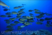 Kurznasendoktorfische (Naso unicornis) bilden einen Schwarm (Sharm el Sheikh, Ägypten, Rotes Meer) - Bluespine Unicornfish (Sharm el Sheikh, Aegypt, Red Sea)