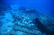 Jolanda Schiffswrack beim Ras Muhammed (Sharm el Sheikh, Ägypten, Rotes Meer) - Jolanda Shipwreck (Sharm el Sheikh, Aegypt, Red Sea)