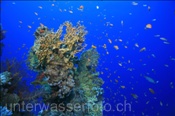 Korallenriff bei Ras Muhammed (Sharm el Sheikh, Ägypten, Rotes Meer) - Coral reef at Ras Mohammed (Sharm el Sheikh, Aegypt, Red Sea)