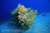 Korallenriff bei Ras Muhammed (Sharm el Sheikh, Ägypten, Rotes Meer) - Coral reef at Ras Mohammed (Sharm el Sheikh, Aegypt, Red Sea)