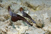 Robuste Geisterpfeifenfische (Solenostomus cyanopterus), (Sharm el Sheikh, Ägypten, Rotes Meer) - Robust Ghostpipefishes (Sharm el Sheikh, Aegypt, Red Sea)