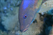 Gelbsattel-Meerbarbe (Parupeneus cyclostomus), (Sharm el Sheikh, Ägypten, Rotes Meer) - Gold-saddle Goatfish / Yellowsaddle Goatfish (Sharm el Sheikh, Aegypt, Red Sea)