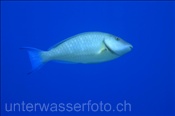 Langnasen Papageienfisch (Hipposcarus harid), (Sharm el Sheikh, Ägypten, Rotes Meer) - Longnose Parrotfish  (Sharm el Sheikh, Aegypt, Red Sea)