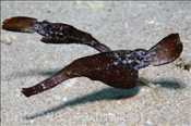 Robuste Geisterpfeifenfische (Solenostomus cyanopterus), (Sharm el Sheikh, Ägypten, Rotes Meer) - Robust Ghostpipefishes (Sharm el Sheikh, Aegypt, Red Sea)
