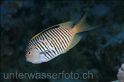 Rotmeer-Lyrakaiserfisch (Genicanthus caudovittatus), (Sharm el Sheikh, Ägypten, Rotes Meer) - Lyretail Angelfish / Zebra Lyretail Angelfish (Sharm el Sheikh, Aegypt, Red Sea)