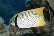Sparren-Falterfisch (Chaetodon trifascialis), (Sharm el Sheikh, Ägypten, Rotes Meer) - Chevron Butterflyfish (Sharm el Sheikh, Aegypt, Red Sea)
